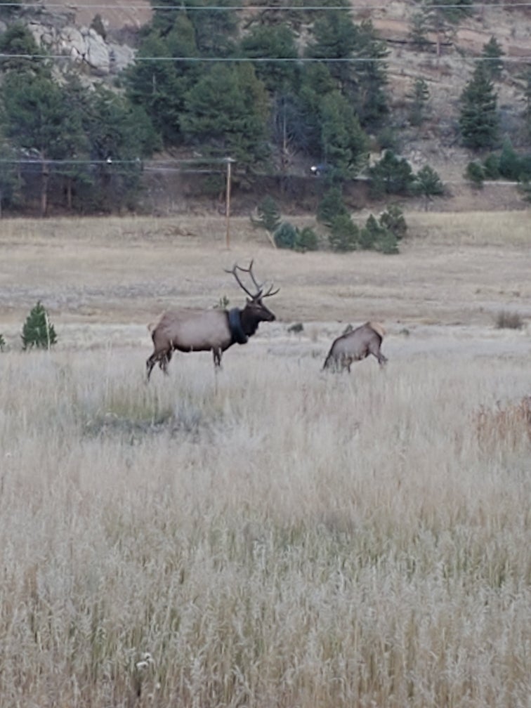 The first known sighting of the elk, in July 2019.