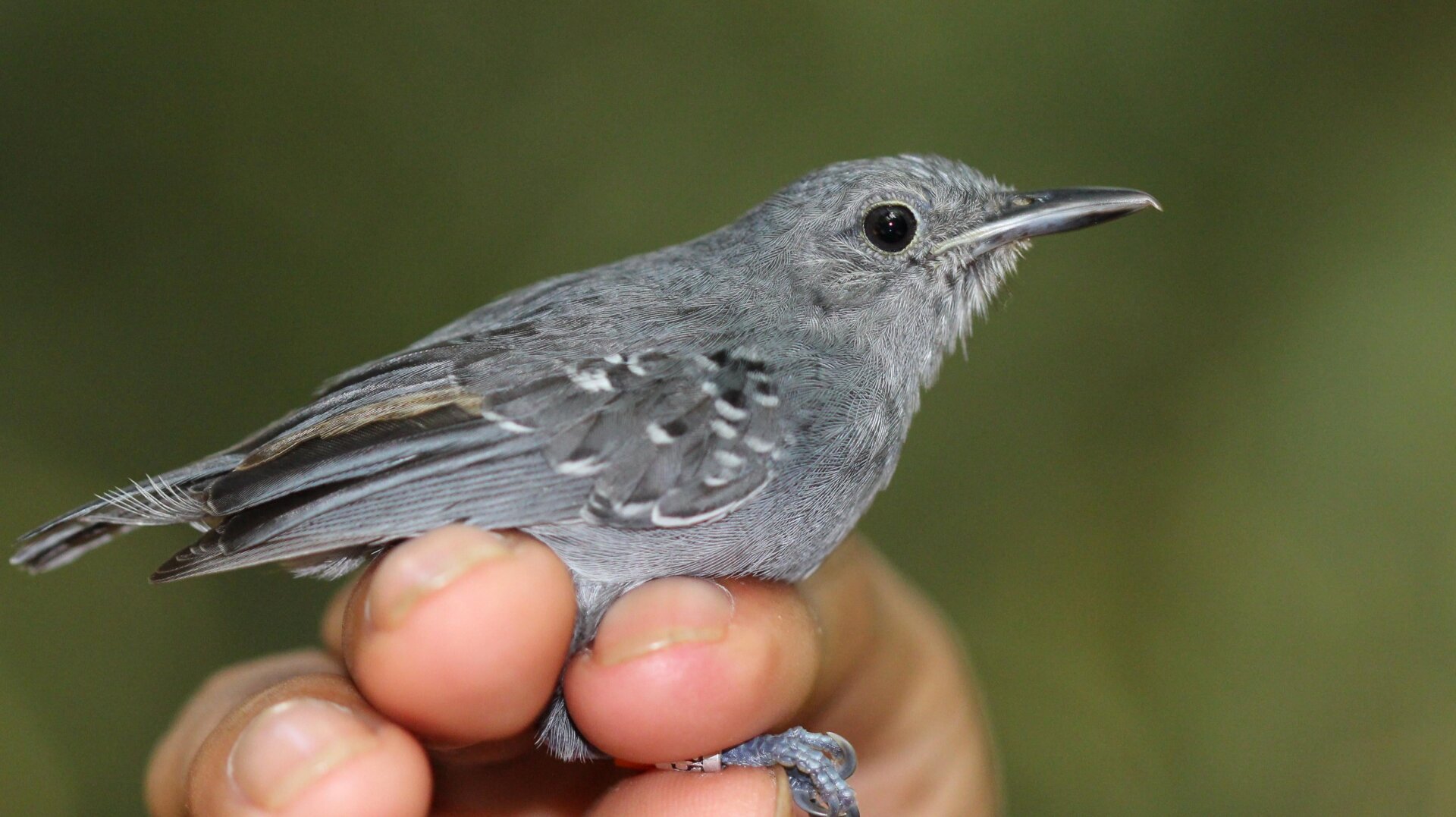 A grey antwren (Myrmotherula menetriesii) held by a researcher.