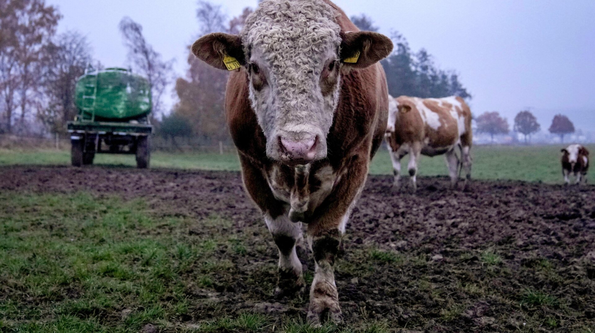 “My burps are toxic and Scott Morrison loves me.”