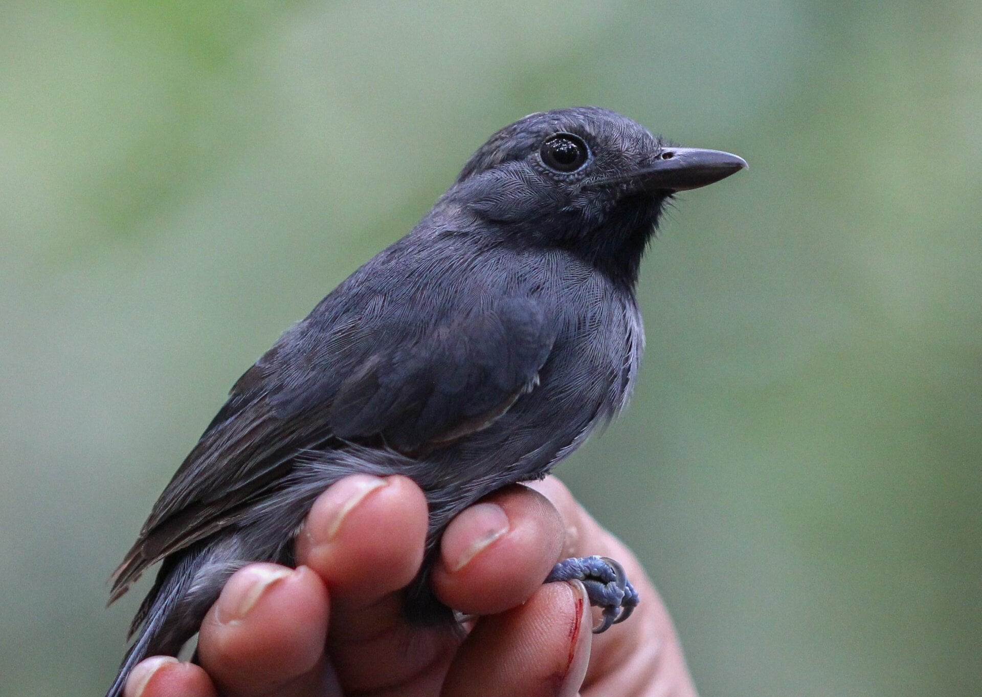 A dusty-throated antshrike (Thamnomanes ardesiacus).