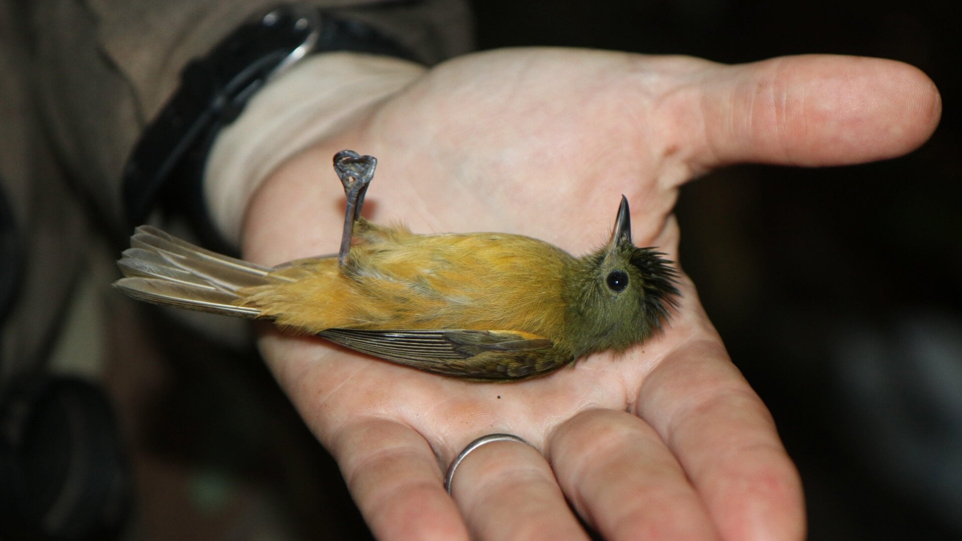 A green and yellow McConnell’s flycatcher (Mionectes macconnelli)
