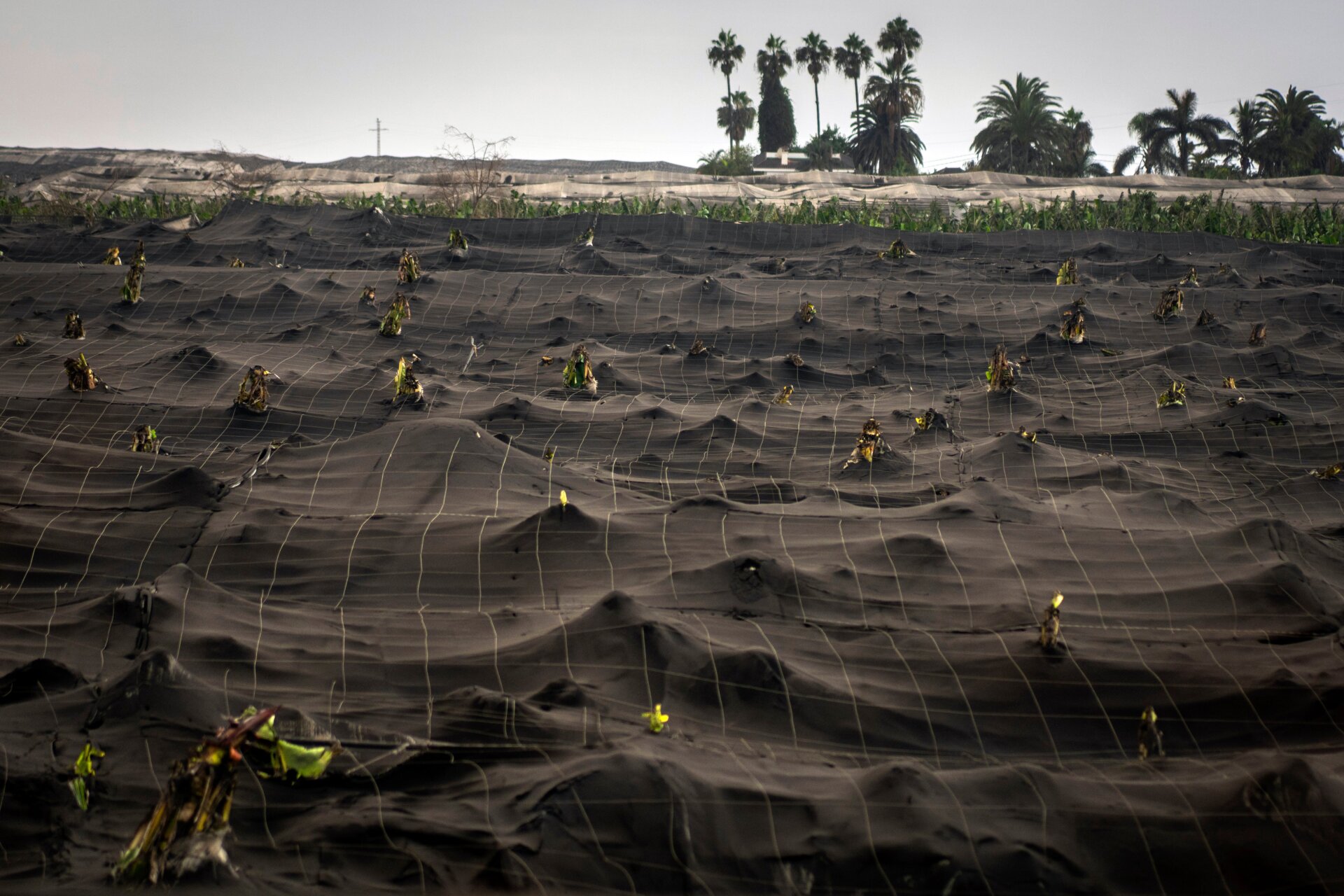 Banana plantations abandoned and covered with ash.