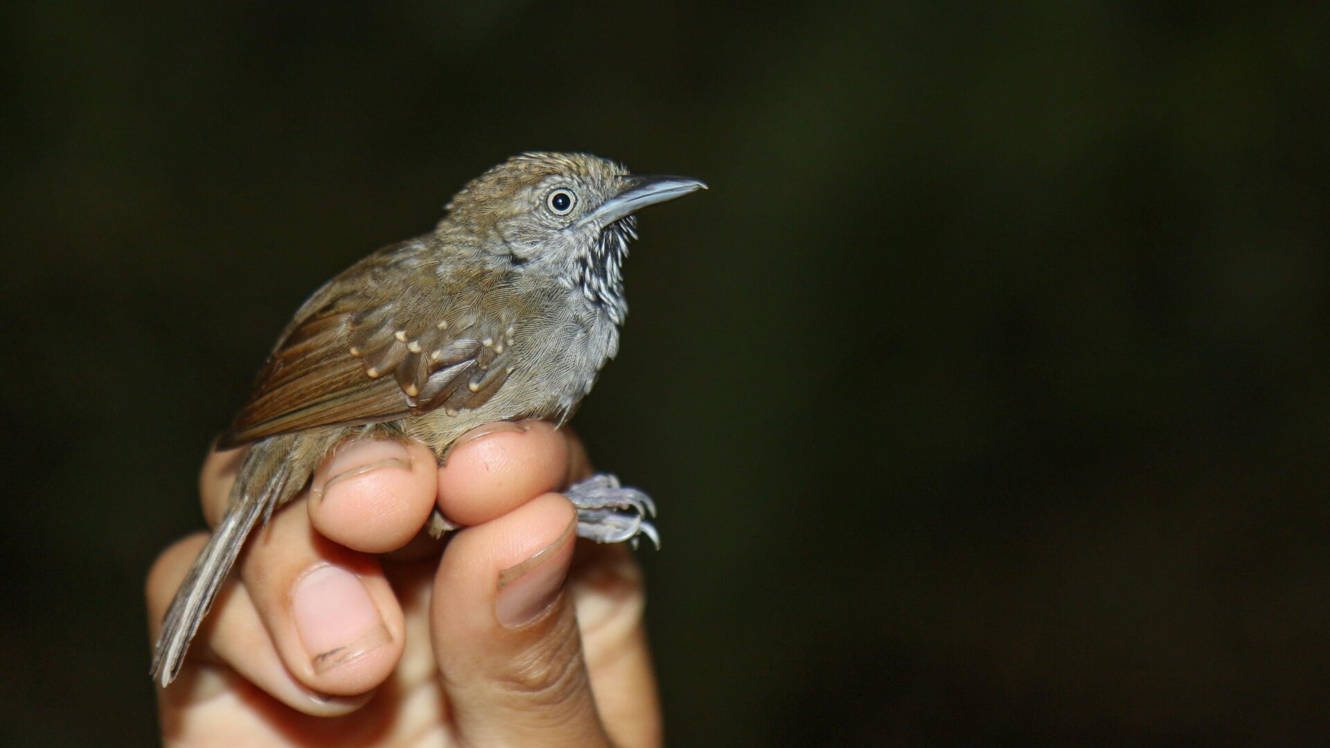 A rather petrified-looking brown-bellied stipplethroat (Epinecrophylla gutturallis).