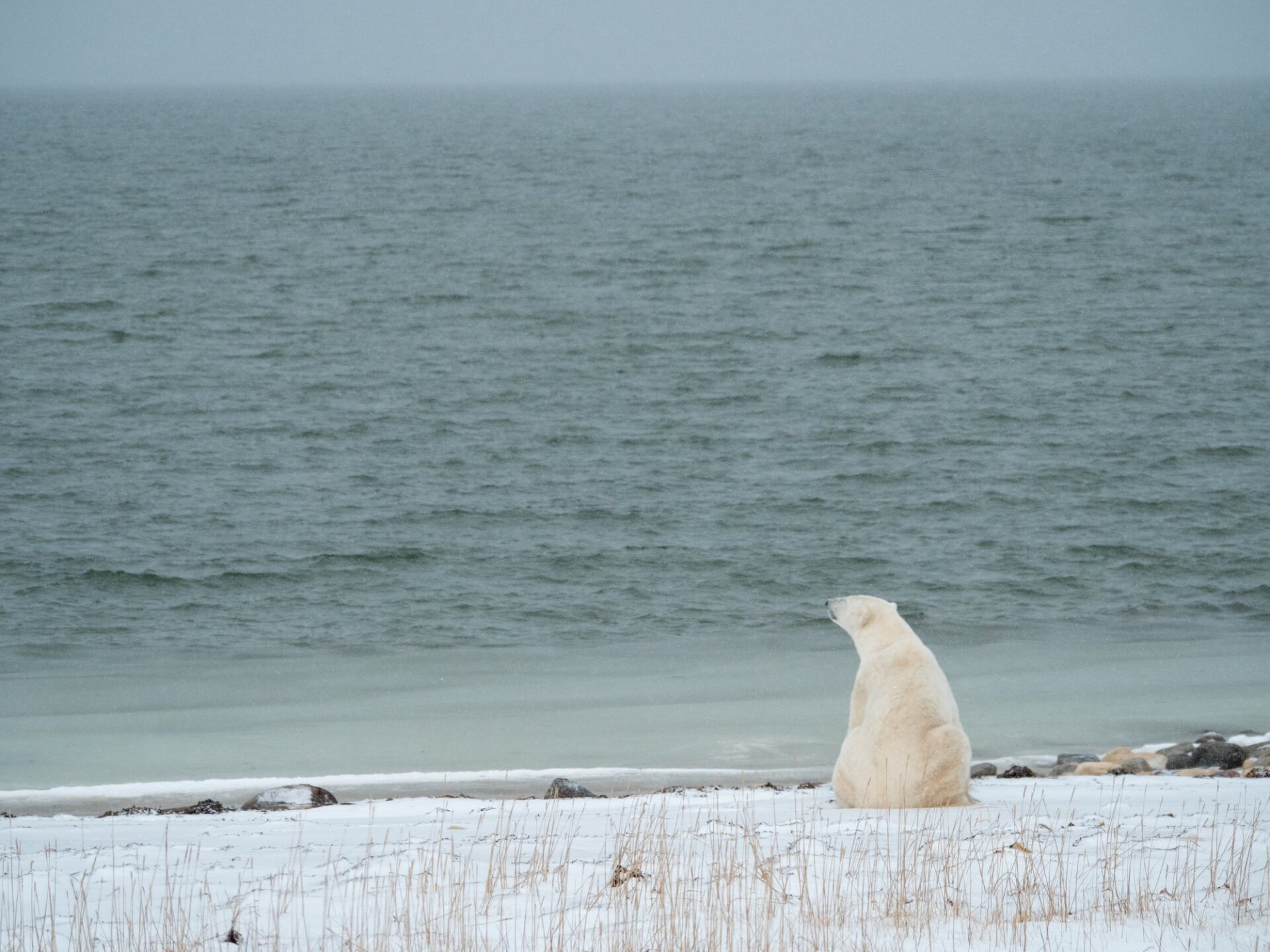A polar bear looking out at open water.