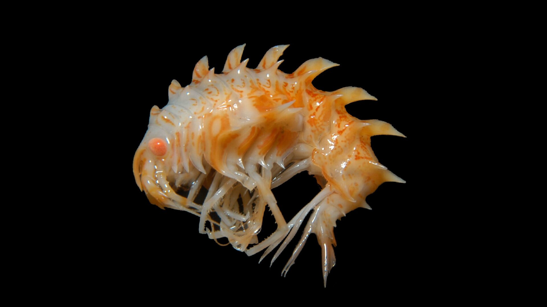 Photo: Huw Griffiths/British Antarctic Survey