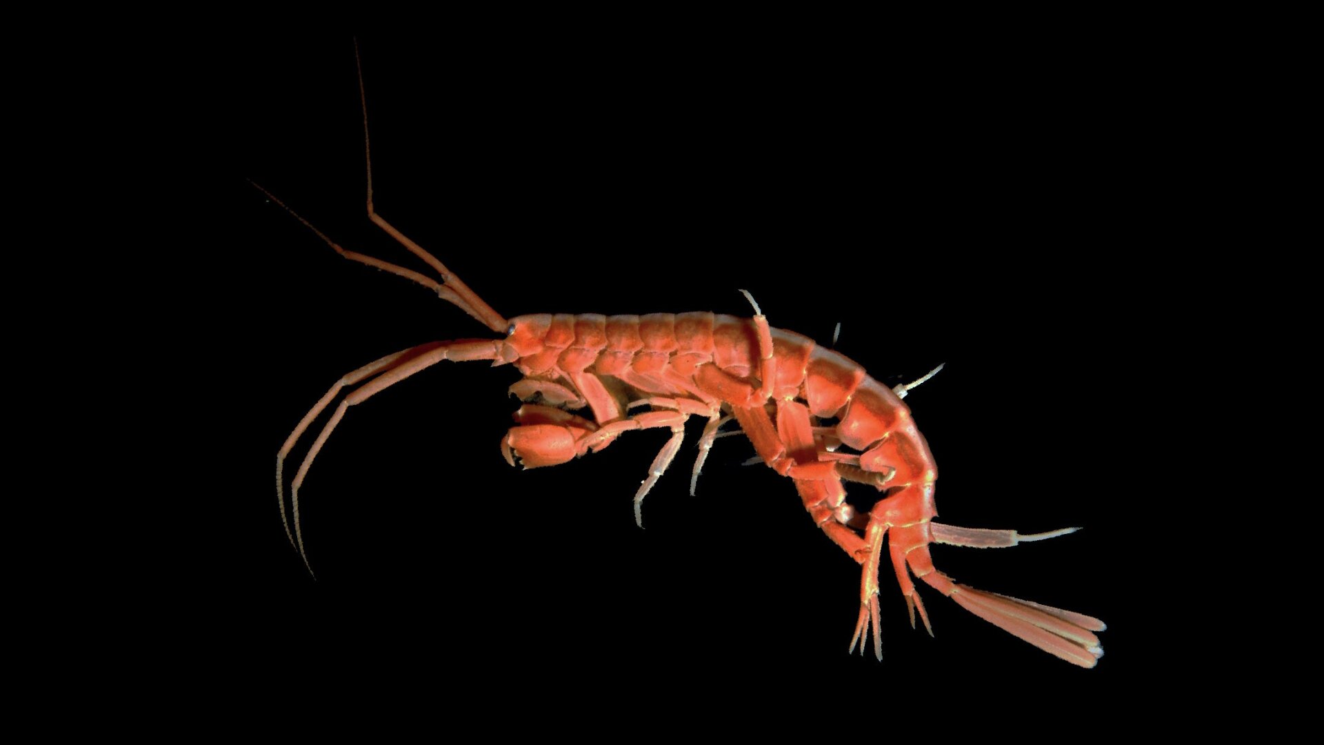 Photo: Huw Griffiths/British Antarctic Survey