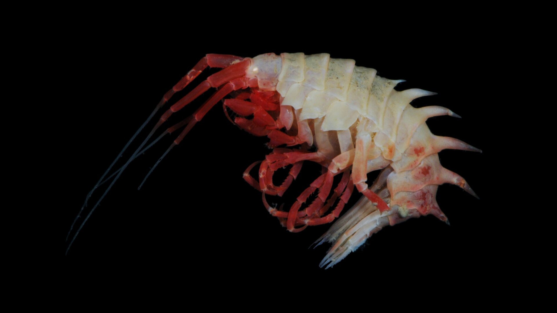 Photo: Huw Griffiths/British Antarctic Survey