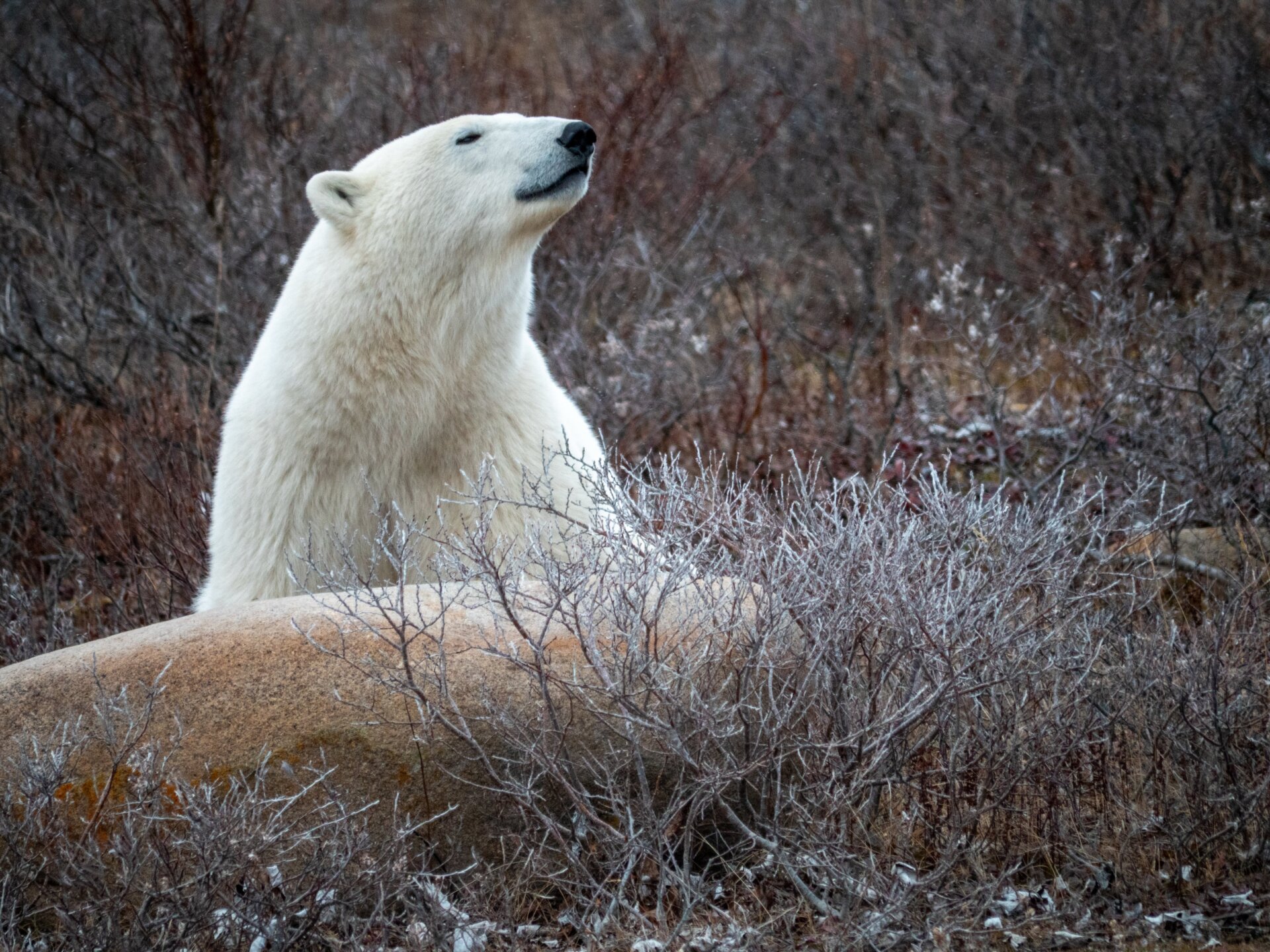 A polar bear among the tundra as frost and snow settle on bushes.