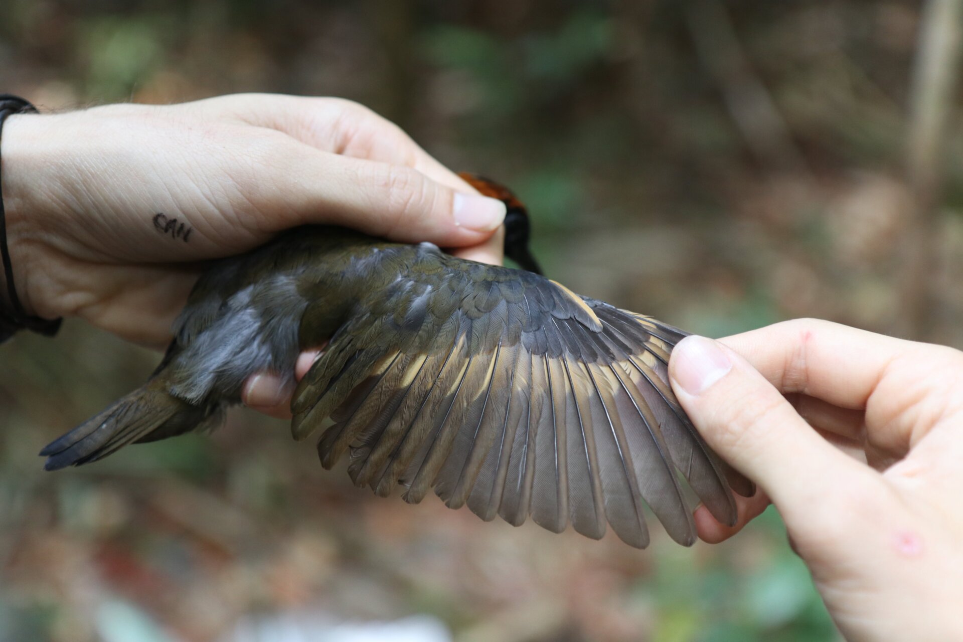 Study co-author Cameron Rutt examines the wing of a Rufous-capped Antthrush (Formicarius colma). 
