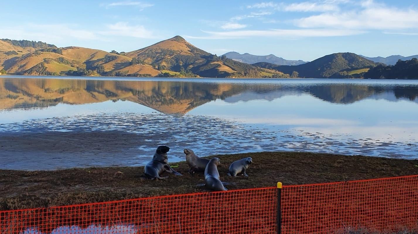 Sea lions congregating behind a fence erected to keep them safe.