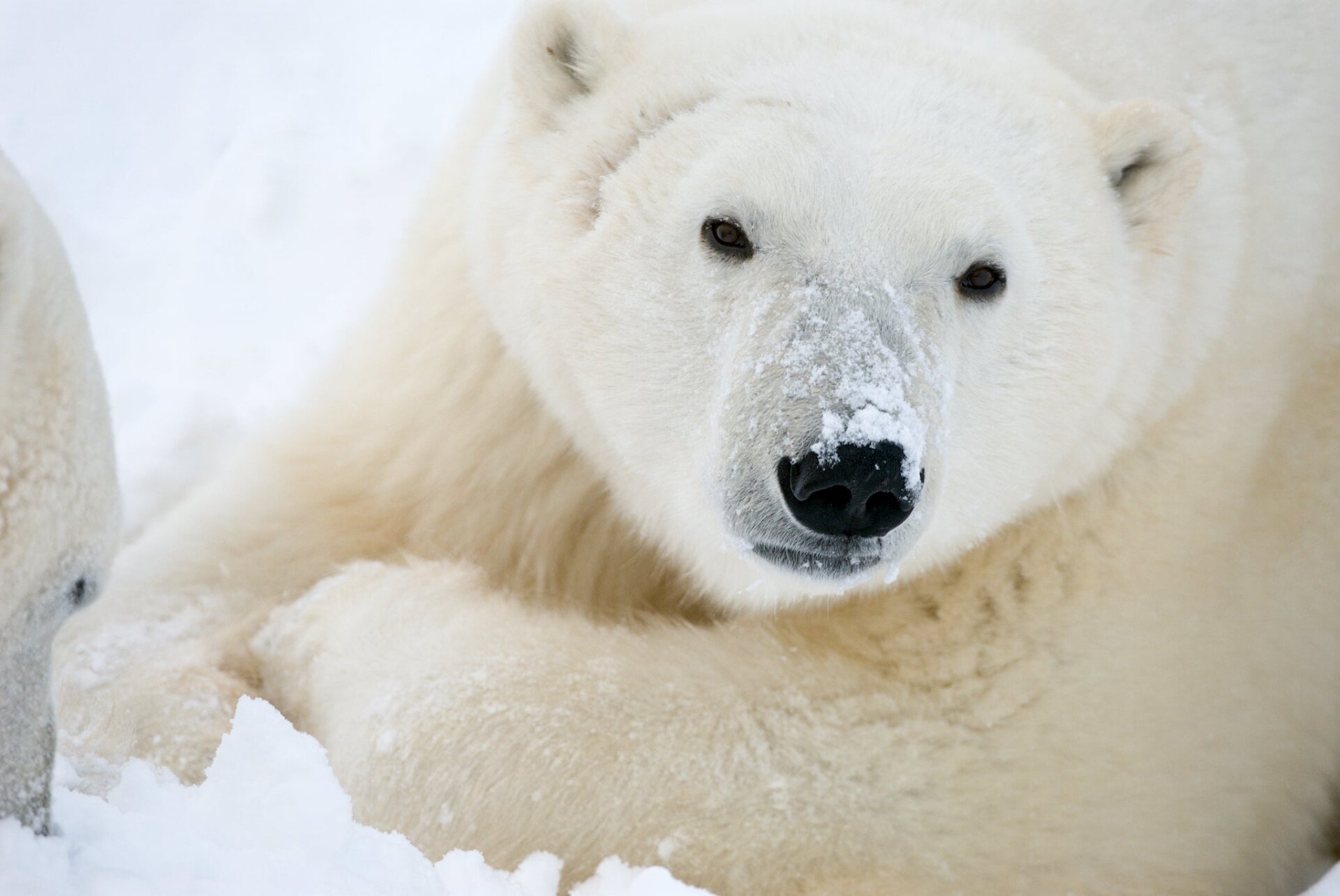 A polar bear with snow on its nose.