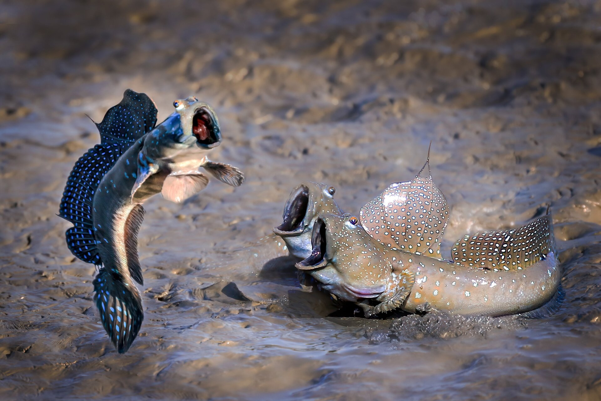 Two mudskippers (agog, at right) watch a third (agog, at left) take a massive jump.