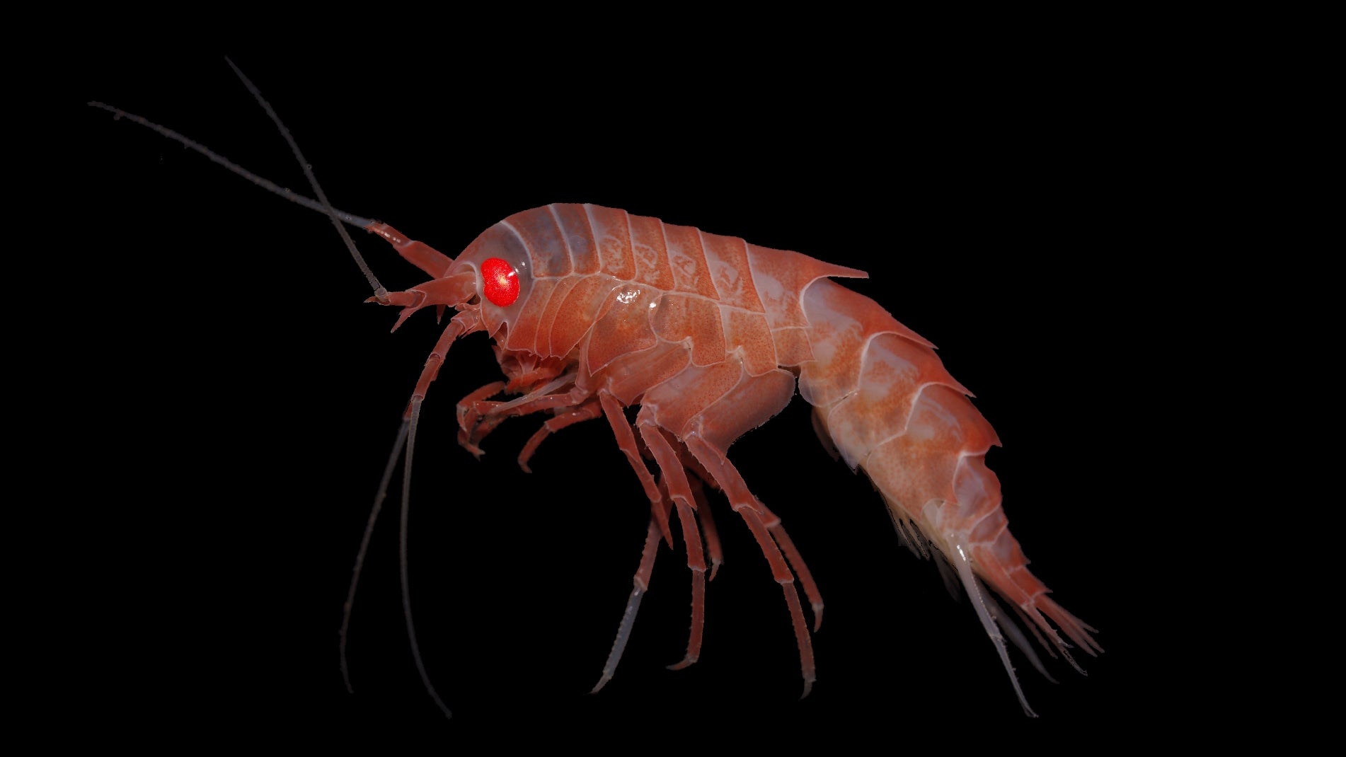 Photo: Huw Griffiths/British Antarctic Survey