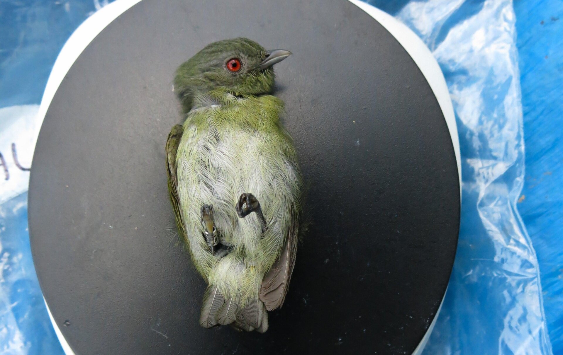 A white-crowned Manakin (Pseudopipra pipra) is weighed as part of the team’s work.