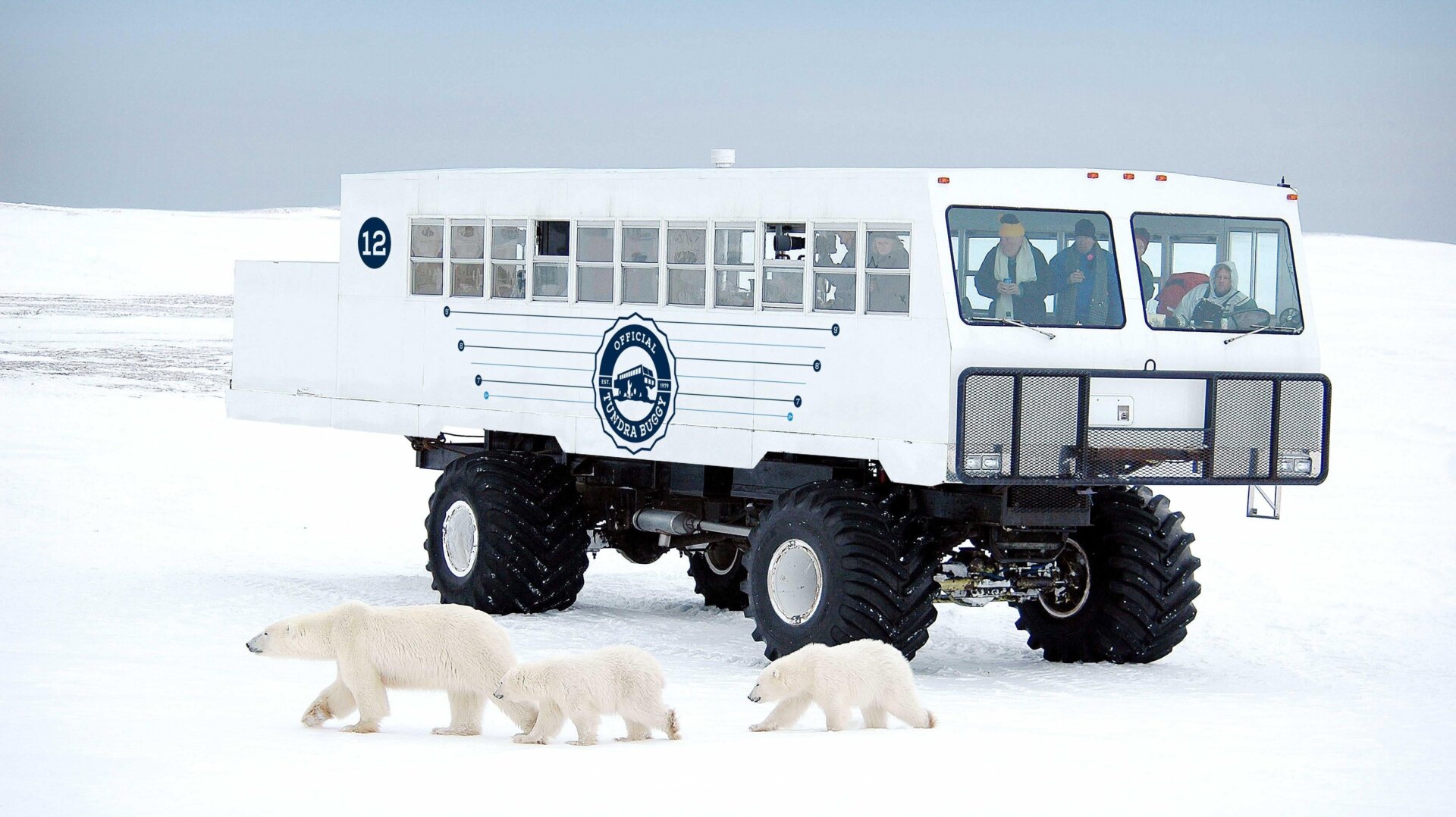 Polar bears in front of a Tundra Buggy.