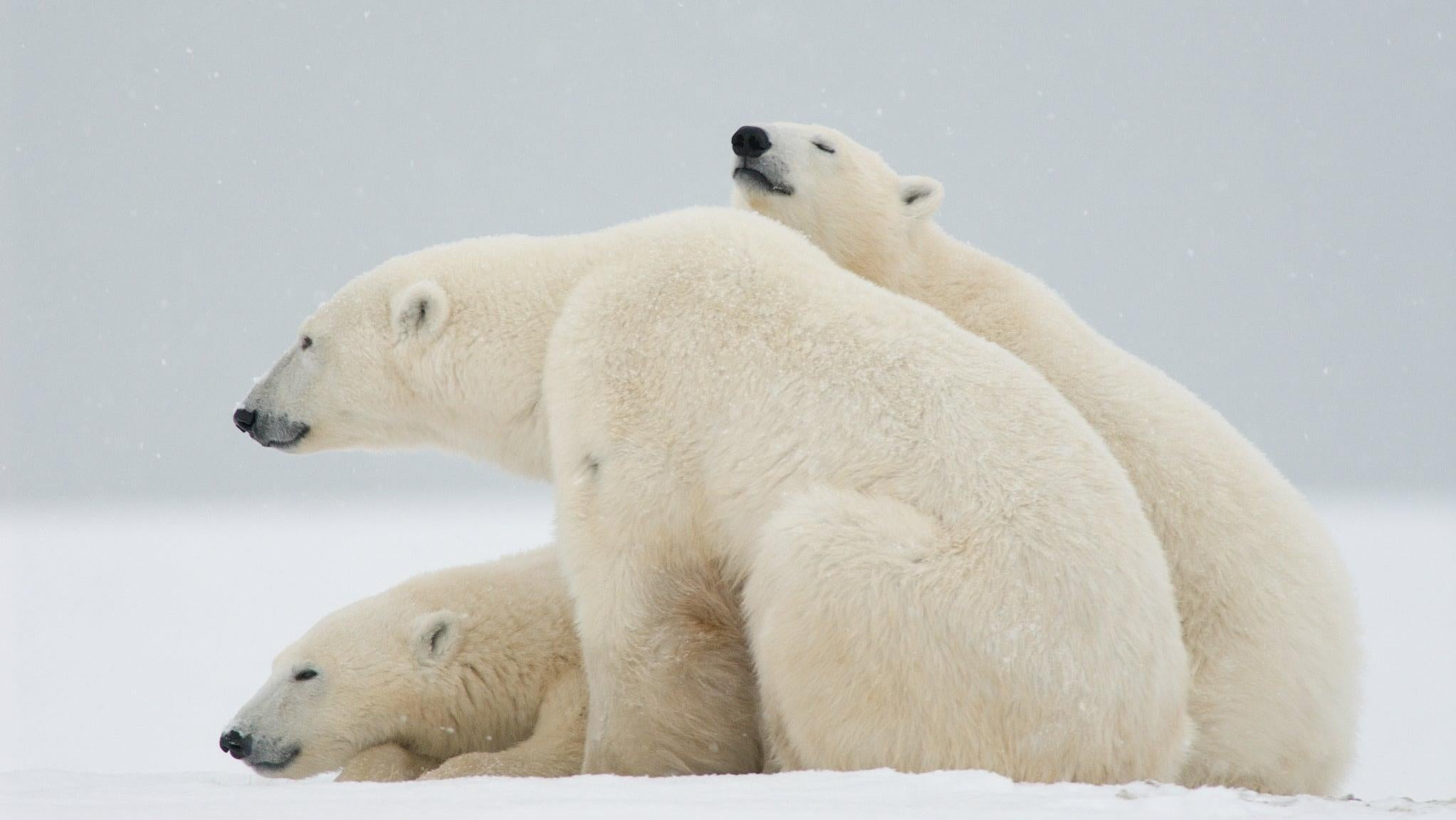 Polar bears sitting on the tundra.