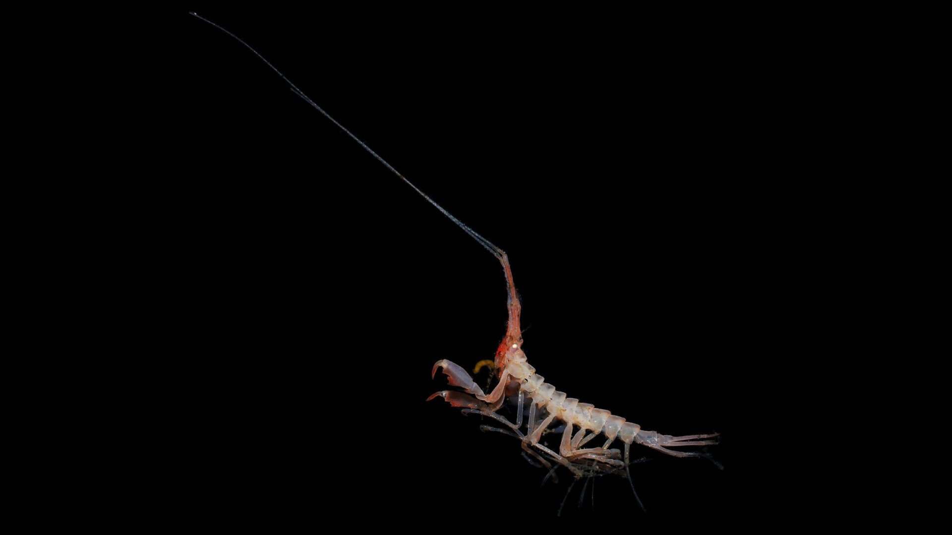 Photo: Huw Griffiths/British Antarctic Survey