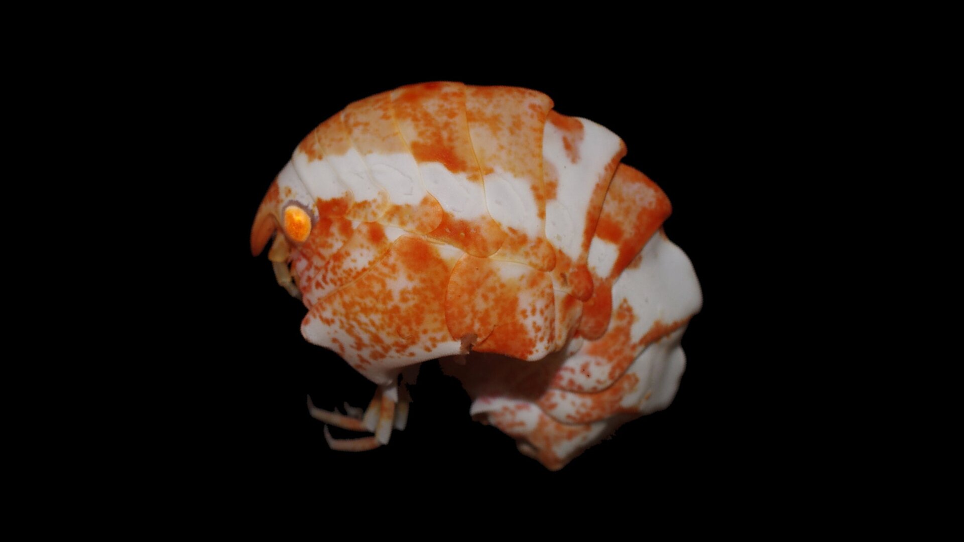 Photo: Huw Griffiths/British Antarctic Survey