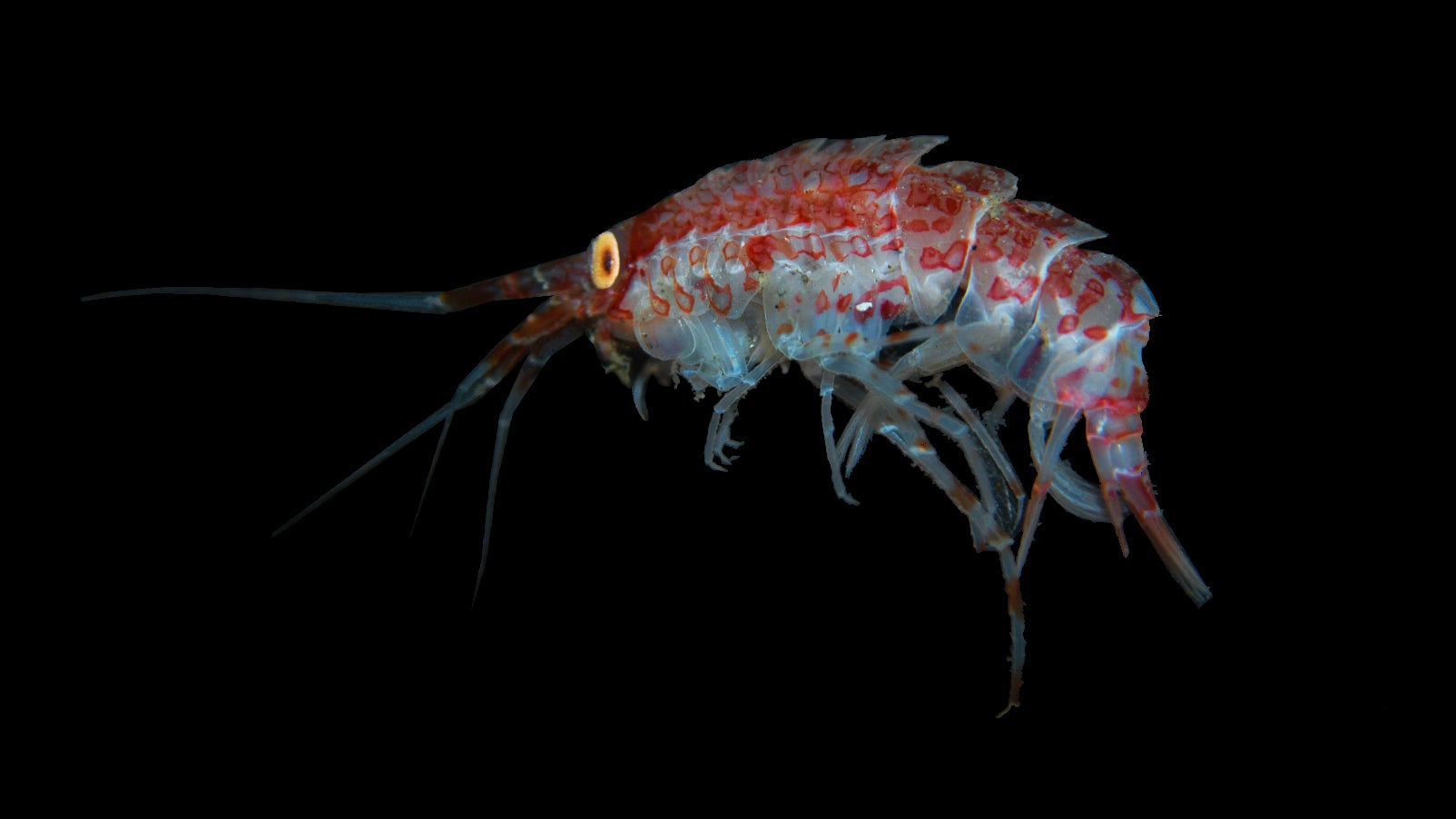 Photo: Huw Griffiths/British Antarctic Survey