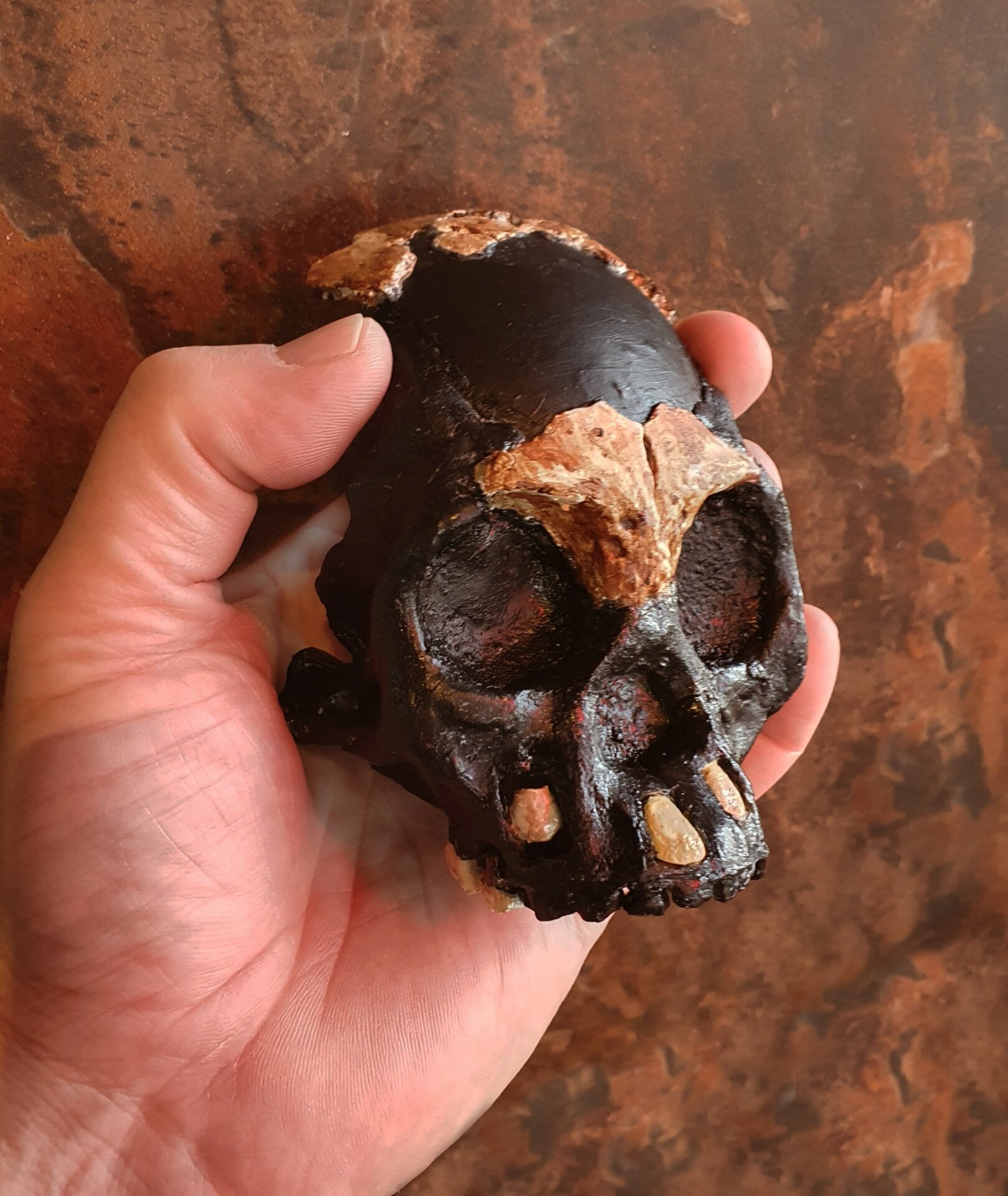 This view of the reconstructed skull, held by a human hand, provides a sense of scale. 