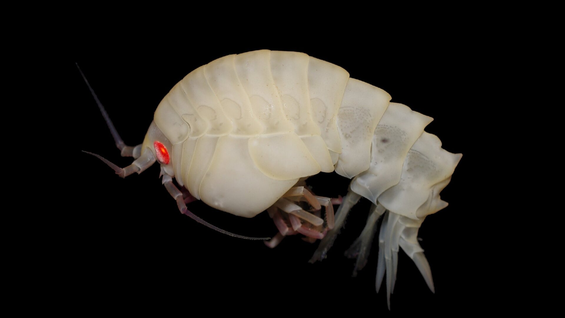 Photo: Huw Griffiths/British Antarctic Survey