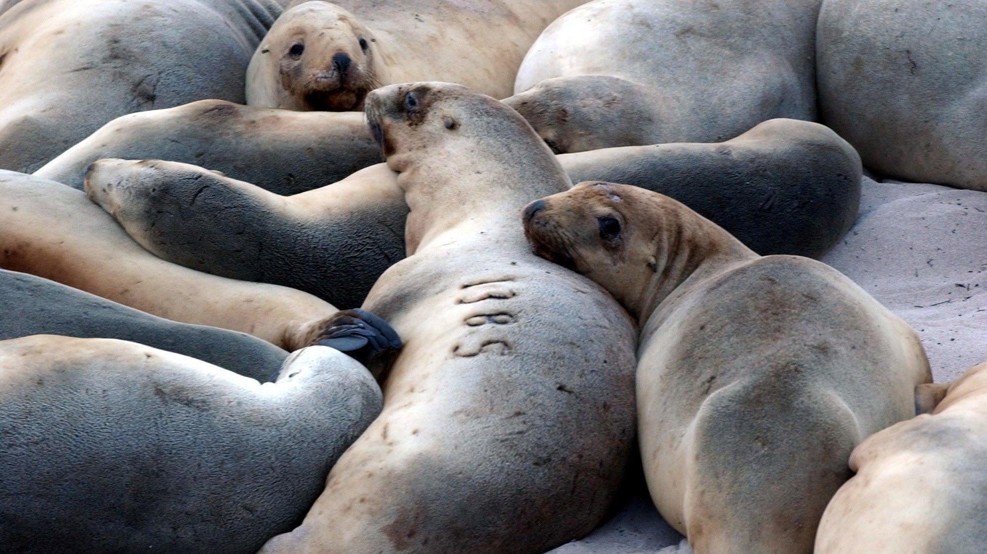New Zealand sea lions on Enderby Island, south of the New Zealand mainland.