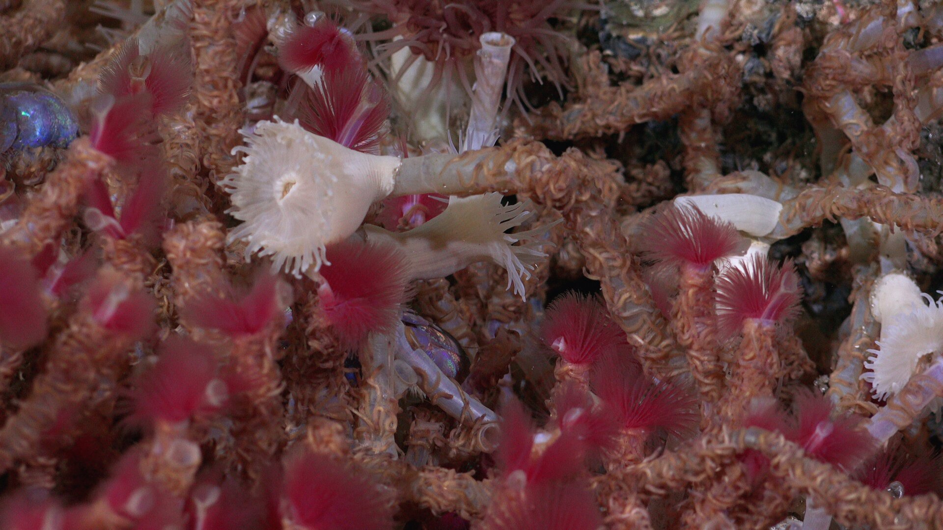 A close-up of tubeworms living on the vent.