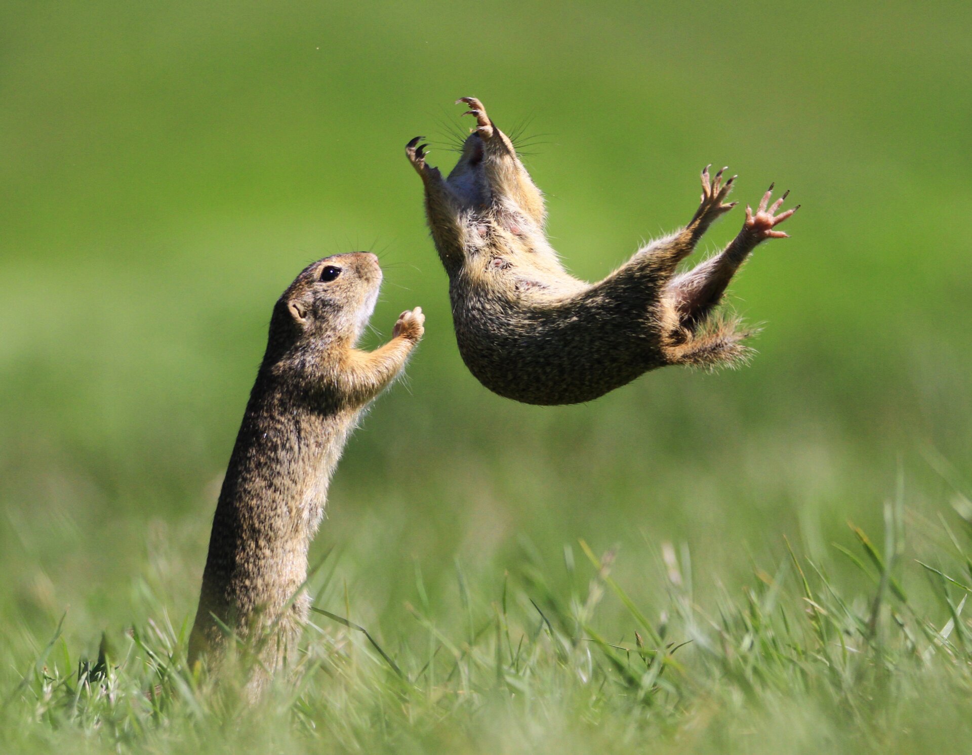 Regarding the stunt, one small rodent clearly told the other one to “gopher it.”