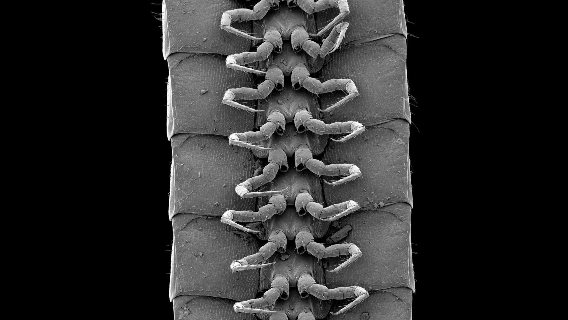 Some of the many legs on the newly discovered millipede.