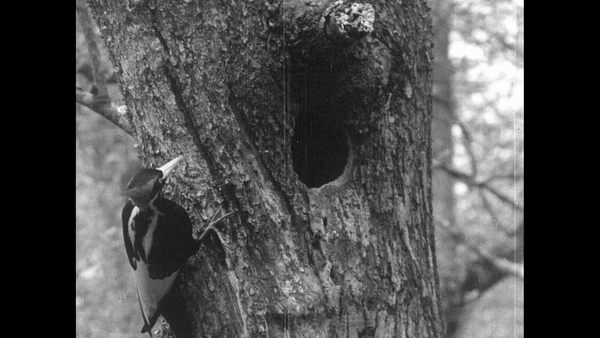 One of the last known ivory-billed woodpeckers, on the Singer Tract in Louisiana in 1935.