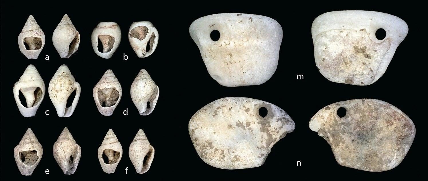 Some of the shells found on the burial site.