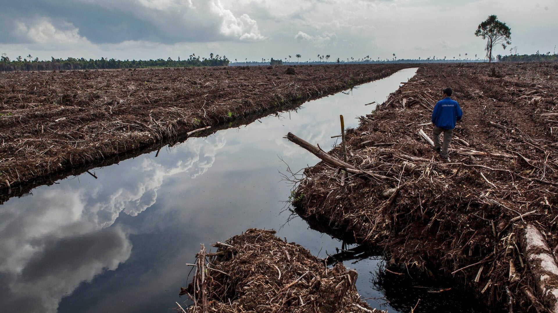 A forest activist inspects land clearing and drainage of peat natural forest in Indonesia.