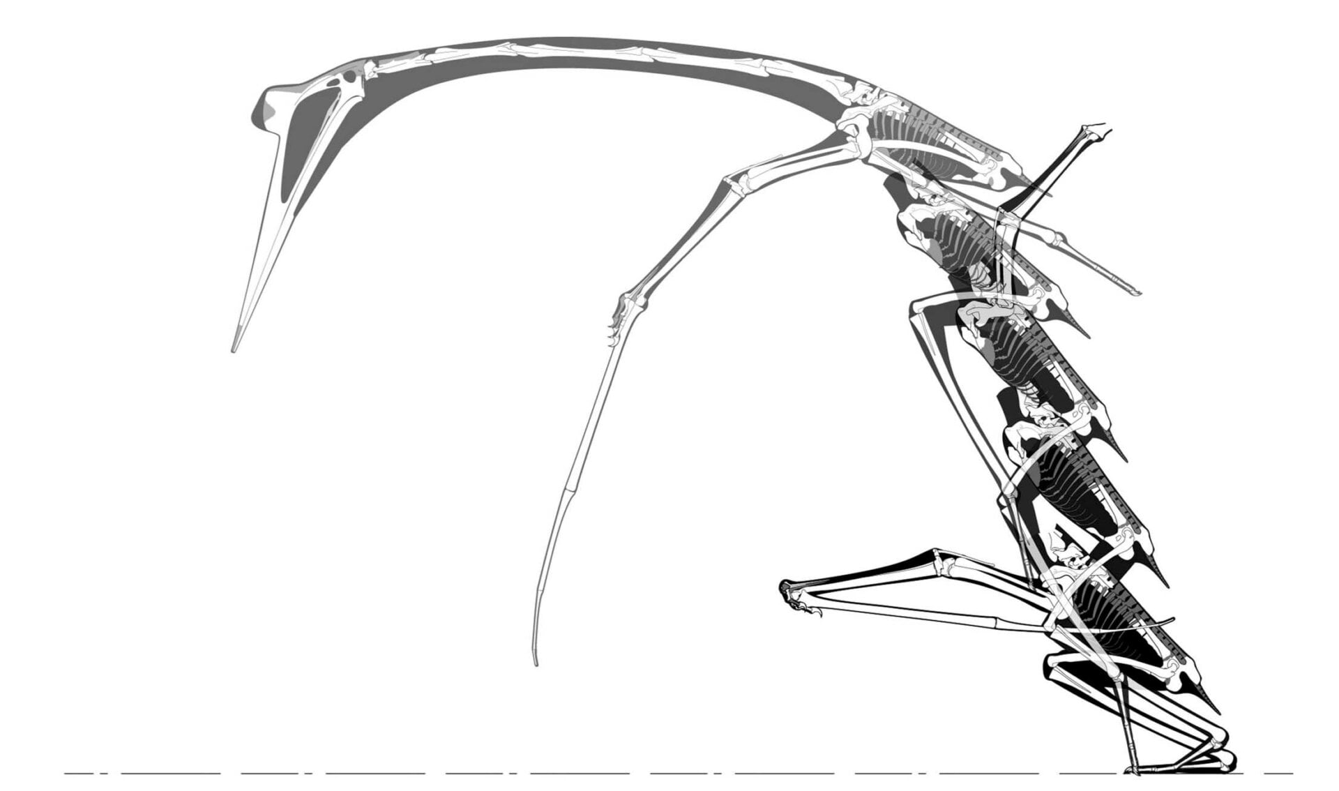 A step-by-step reconstruction of the hypothesized Quetzalcoatlus launch sequence. 