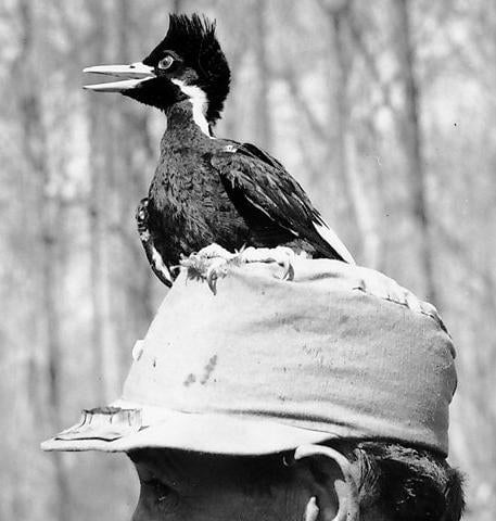 A personable ivory-bill nestling (nicknamed Sonny Boy) in 1938. There hasn’t been a widely-accepted ivory-bill sighting since 1944.