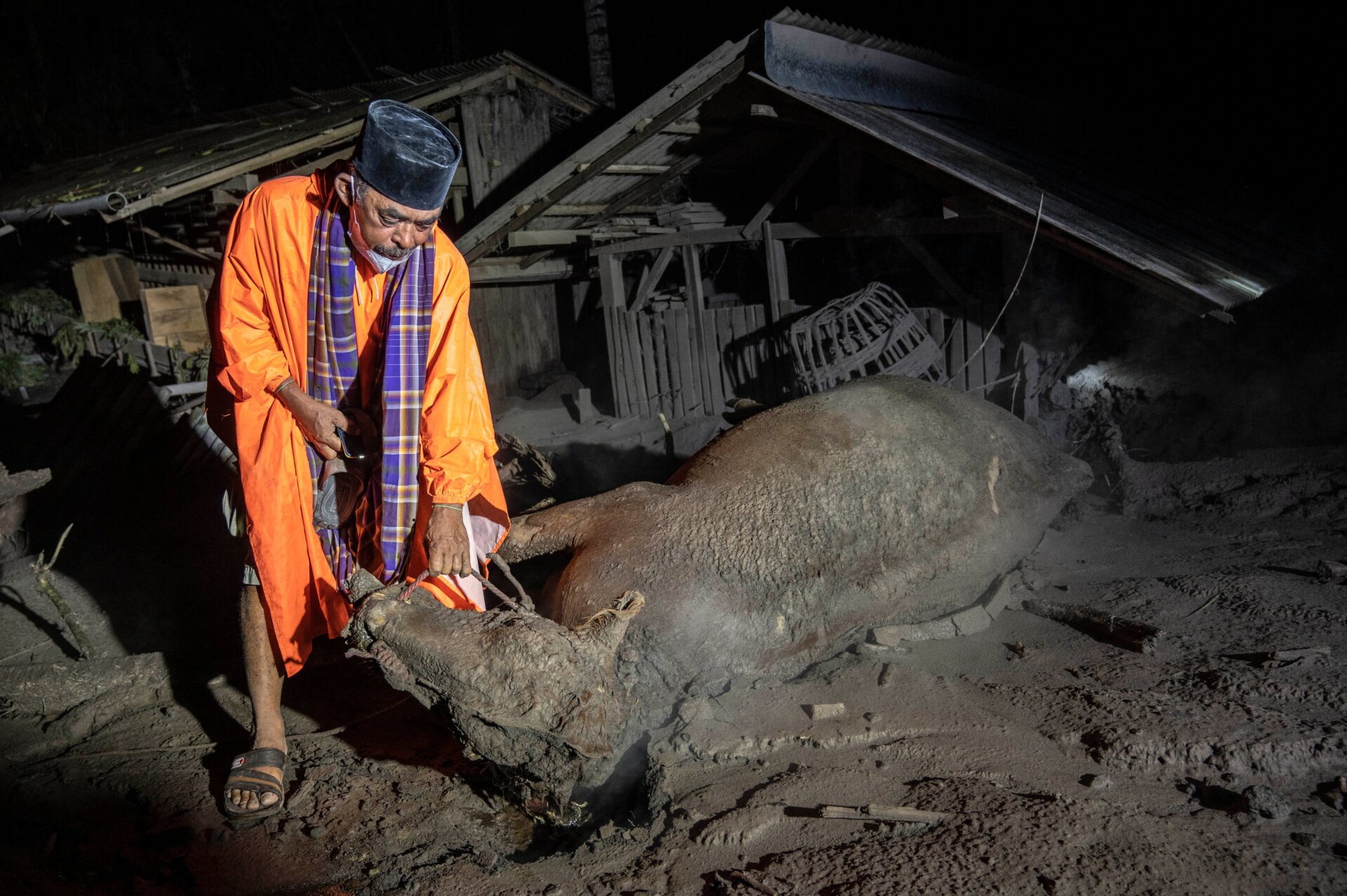 A villager inspects dead livestock next to residential areas buried by volcanic ashes at Sumber Wuluh village, in Lumajang.
