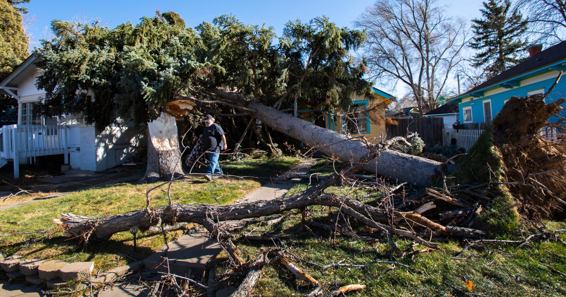 Dorcie Childs walks under two evergreen trees in his Colorado Springs, Colorado, front yard that were blown over in a wind storm.