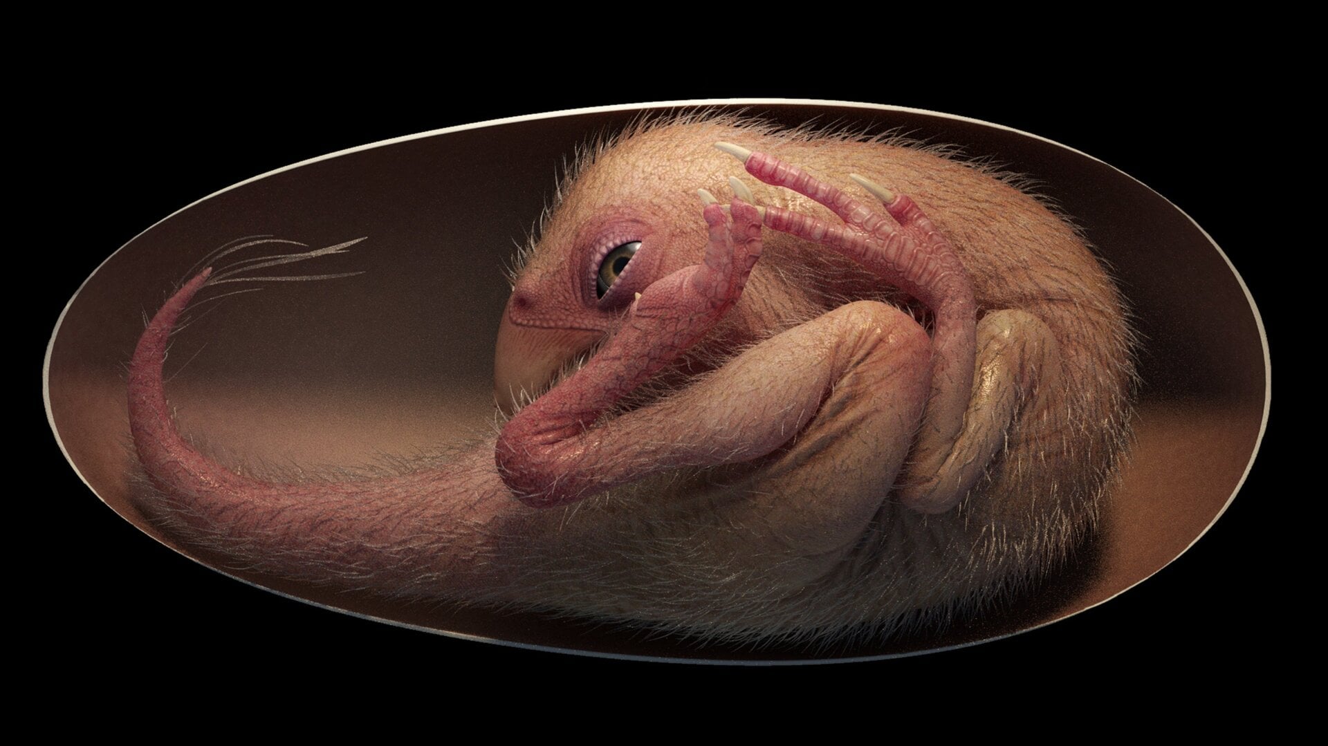Artist’s reconstruction of the embryo inside the egg, showing the “tucking” pre-hatching position.