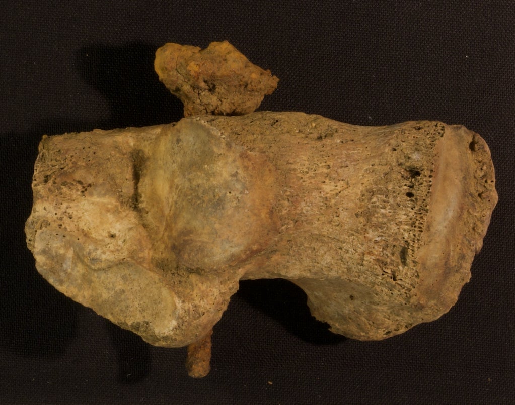 The iron nail and calf bone.