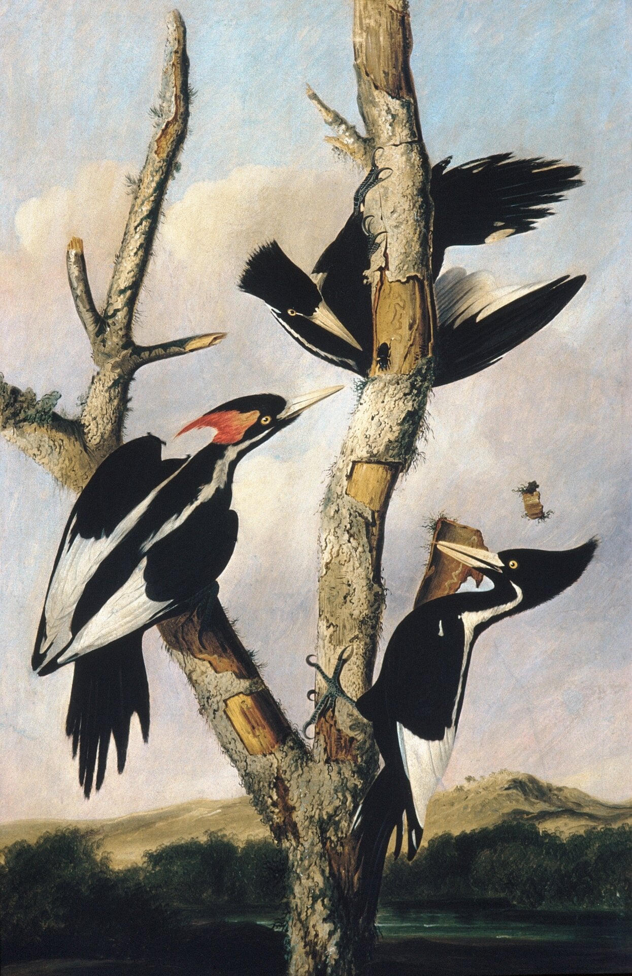 An oil painting of three ivory-bills by Joseph Bartholomew Kidd, after John James Audubon.