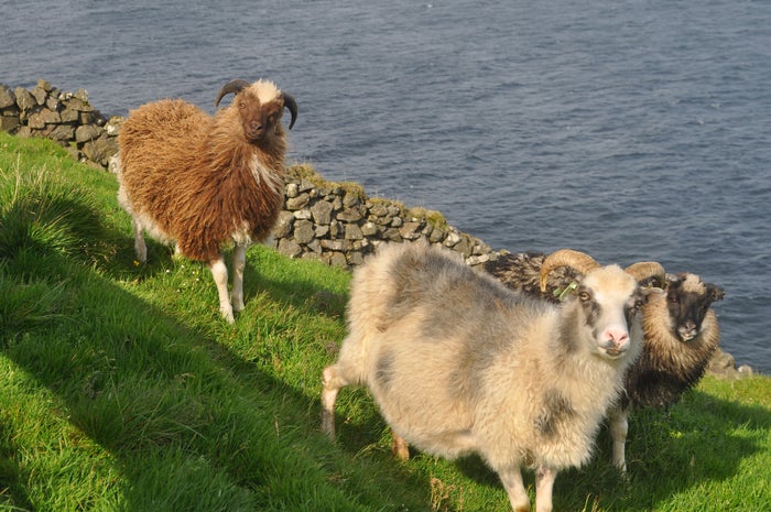 Faroese sheep like these left their mark on the environment over 1,500 years ago.
