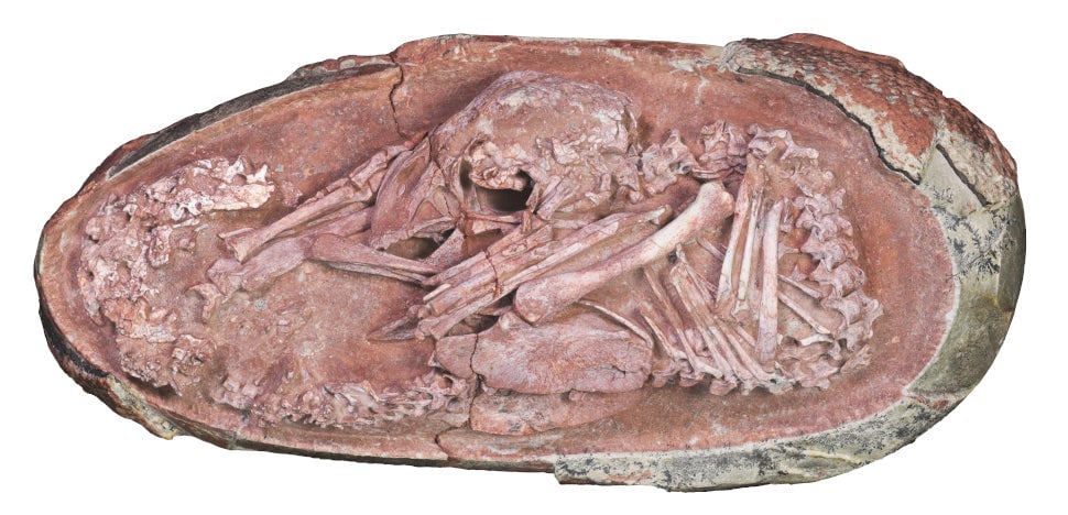 The “Baby Lingliang” fossil. 