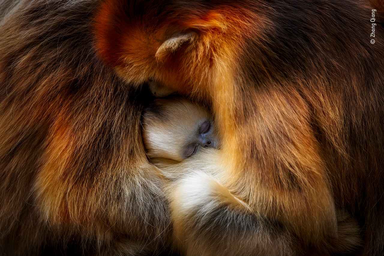 Photo: Zhang Qiang/WIldlife Photographer of the Year