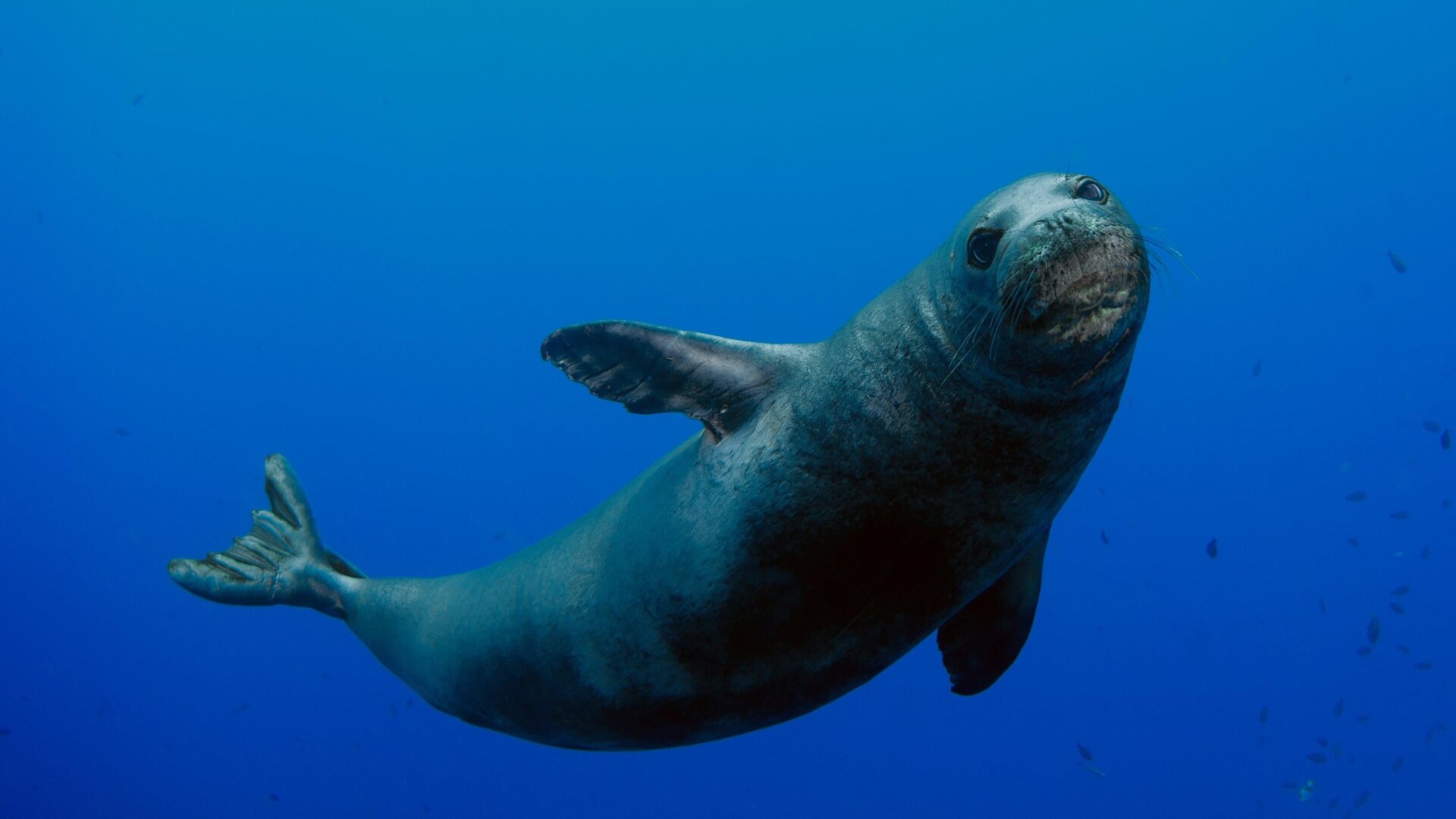 Please leave this monk seal alone.