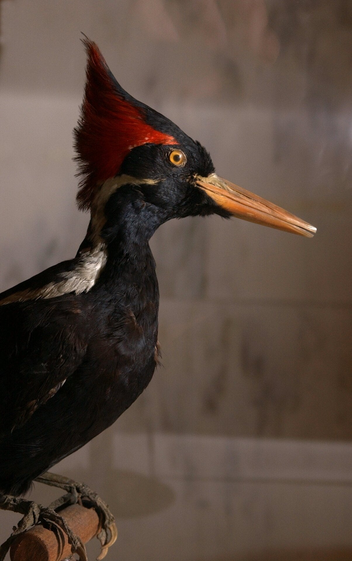 A stuffed male ivory-bill in Albany in 2005. 