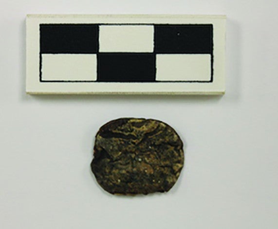 One of only a few vilca seeds found at the site. 