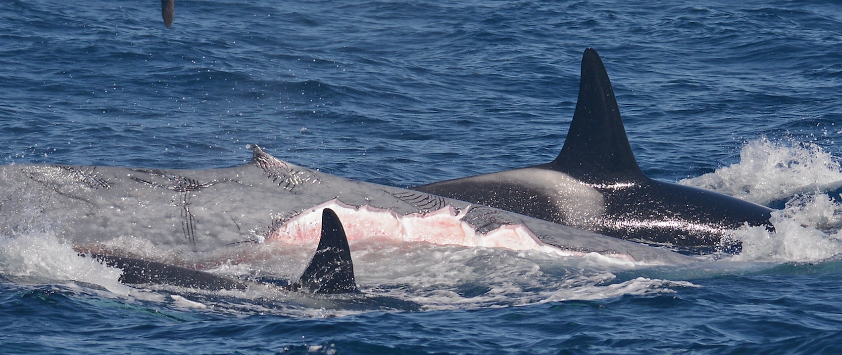 The orcas bit off chunks of skin and blubber from the blue whale.