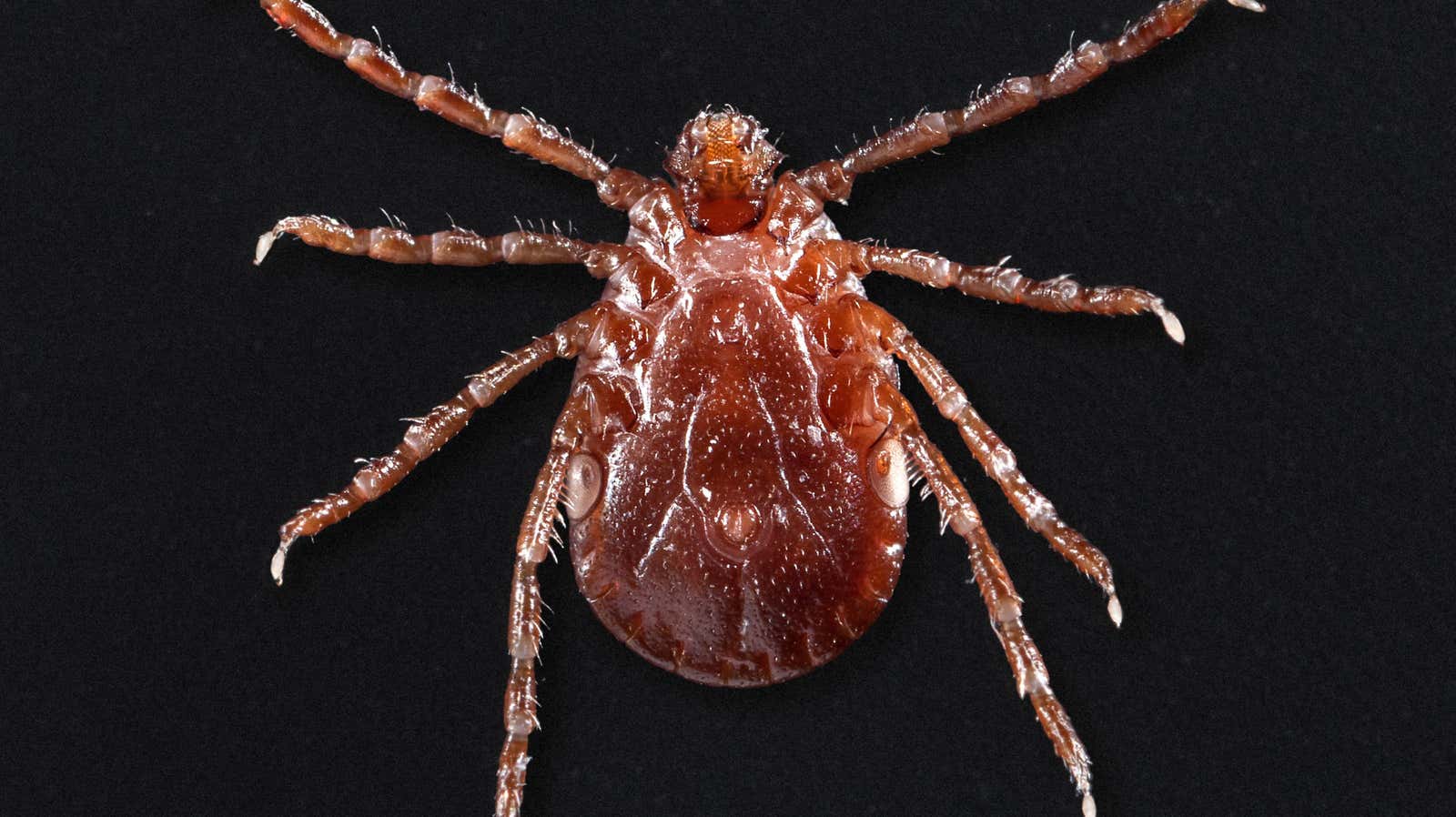 An underside view of an adult female Haemaphysalis longicornis tick.