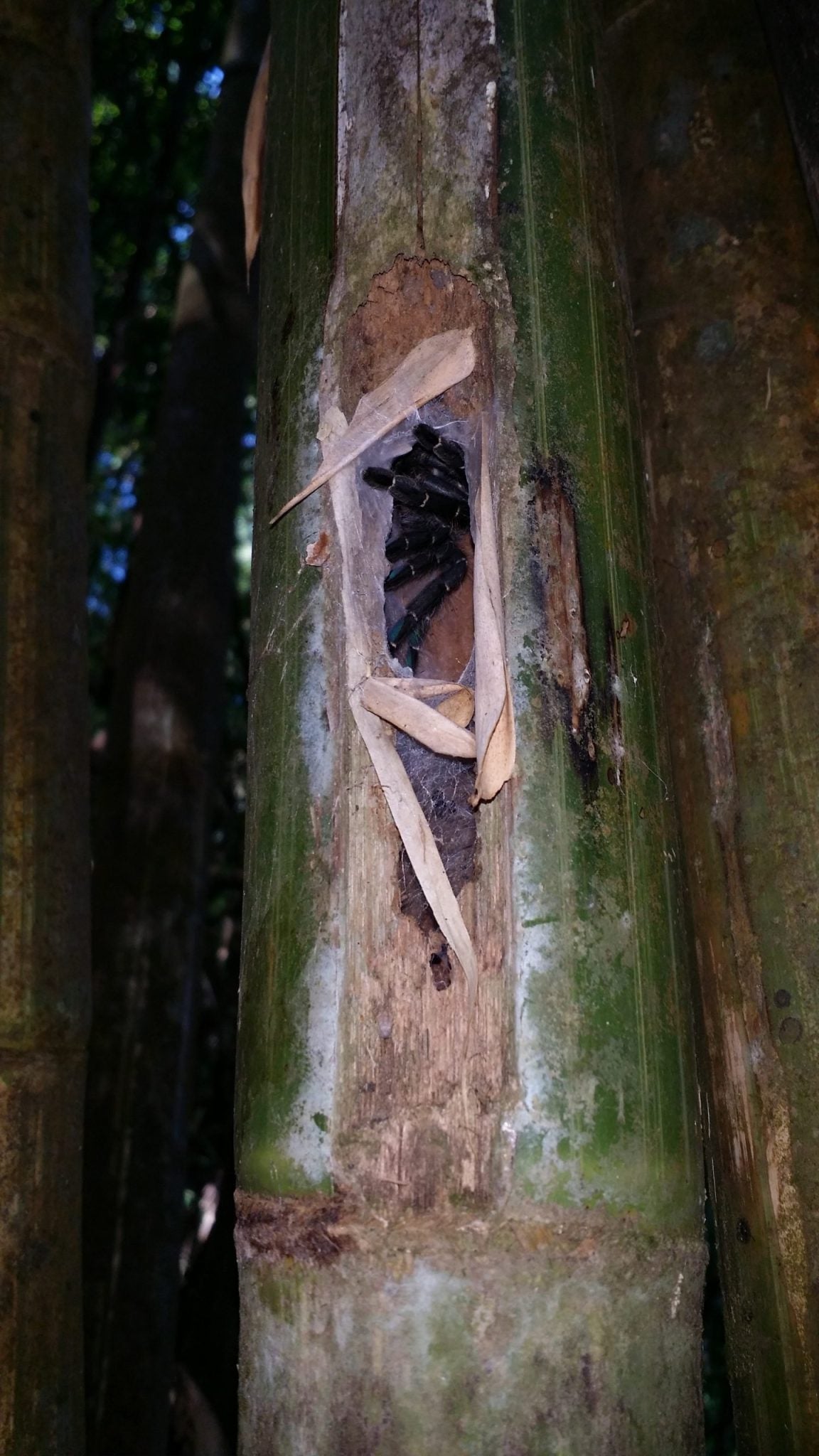 A Taksinus tarantula nesting inside of bamboo. 
