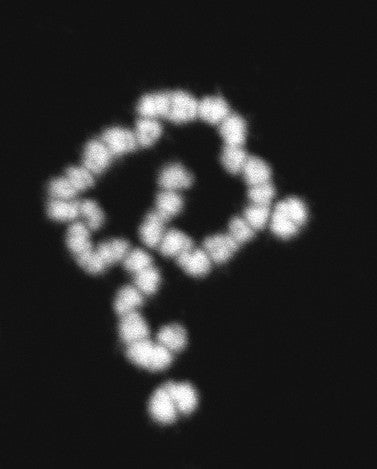 The strange male chromosome of Glyptotermes nakajimai.