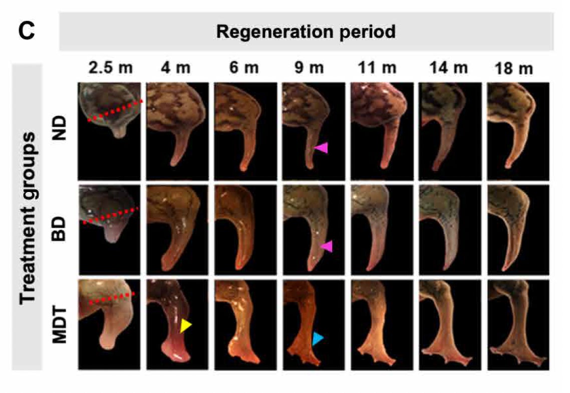 Sequence of images showing the growth of a frog leg over the course of 2.5 to 18 months. Top row shows no treatment, middle row shows growth as a result of the BioDome alone, and the third row shows growth as a result of the multidrug treatment, or MDT. 